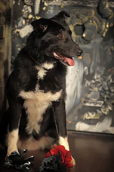 Large Old Black Mongrel Dog Studio — Stock Photo, Image