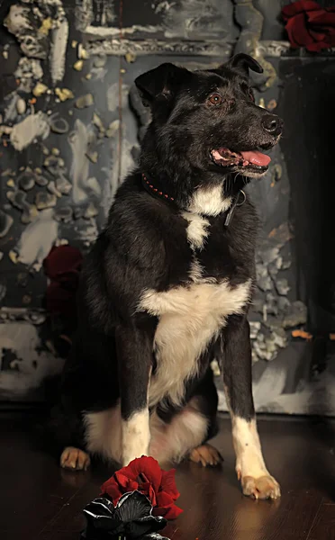 Large Old Black Mongrel Dog Studio — Stock Photo, Image