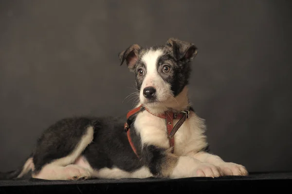 Engraçado Filhote Cachorro Mgrel Estúdio Fundo Escuro — Fotografia de Stock