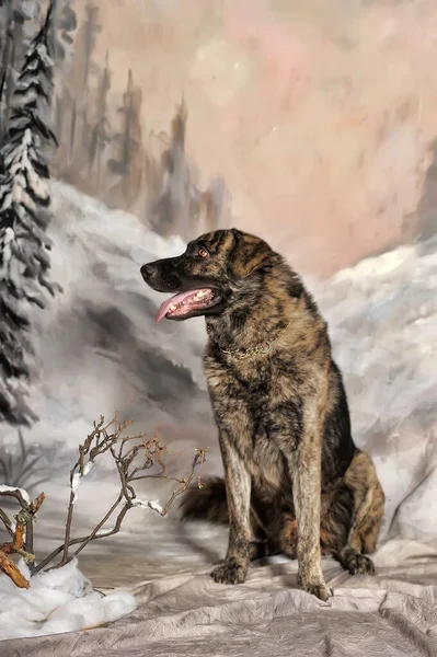 Старый Коричневый Черной Собакой Дворняги Зимнем Фоне — стоковое фото