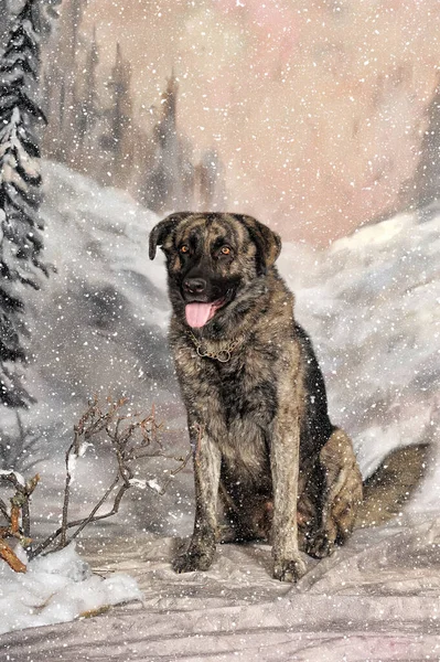 Old Brown Black Dog Mongrel Winter Background — Stock Photo, Image