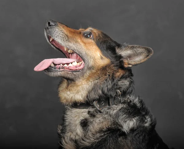 Viejo Marrón Con Perro Negro Estudio —  Fotos de Stock