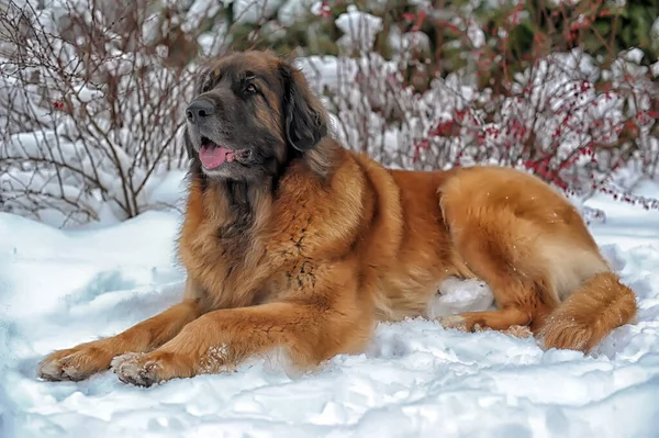 Beautiful Leonberger Snow Winter — Stock Photo, Image