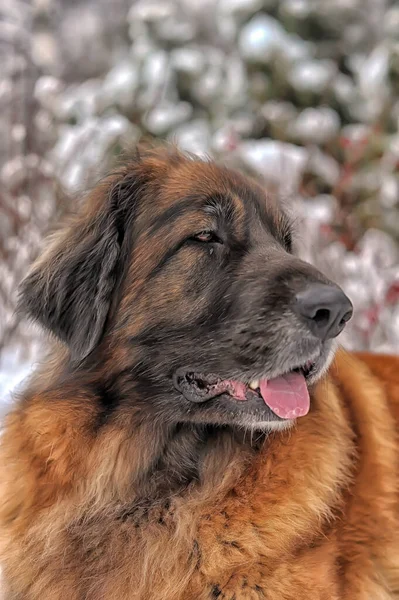 Belo Leonberger Neve Inverno — Fotografia de Stock