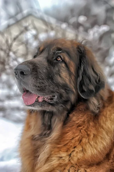 Beau Leonberger Dans Neige Hiver — Photo