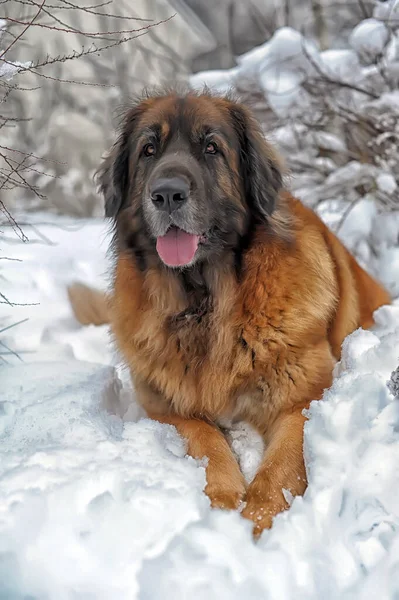 Bellissimo Leonberger Nella Neve Inverno — Foto Stock