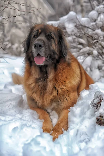 Beautiful Leonberger Snow Winter — Stock Photo, Image