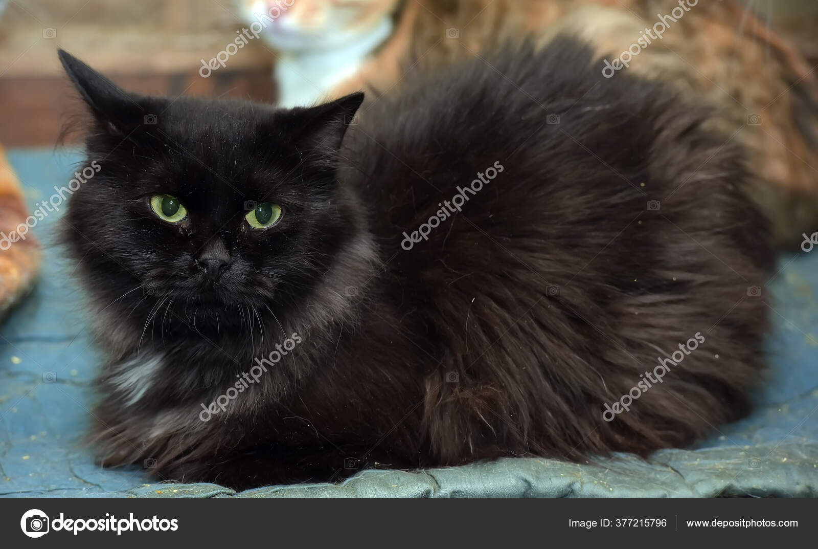 Portrait Beautiful Black Chantilly Tiffany Cat Home Stock Photo By C Evdoha