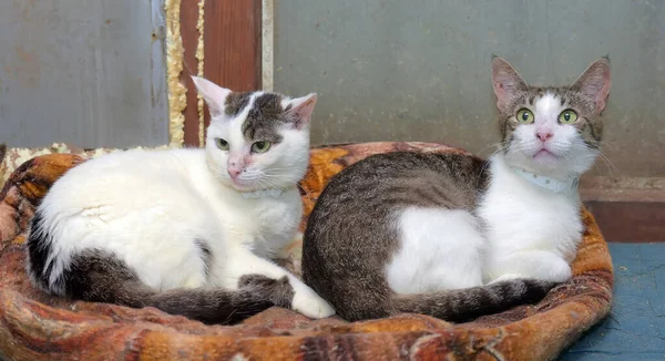 Twee Witte Bruine Katten Liggen Samen — Stockfoto
