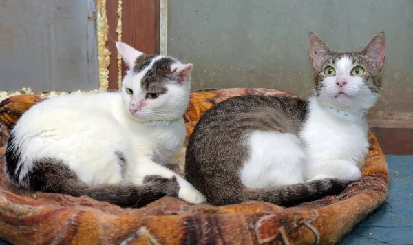 Dos Gatos Blancos Marrones Yacen Juntos — Foto de Stock