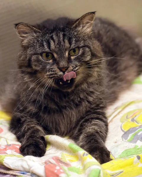 Oscuro Marrón Esponjoso Ojos Verdes Gato Miente — Foto de Stock