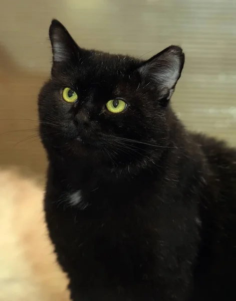 Black Plump Cat Green Eyes — Stock Photo, Image