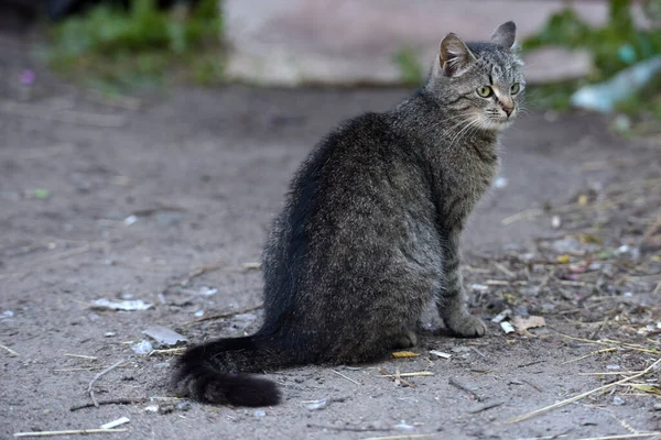 Obdachlose Gestromte Katze Auf Der Straße — Stockfoto