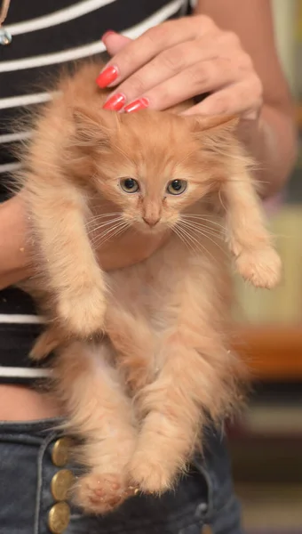 Petit Chaton Roux Dans Les Mains Dans Refuge Pour Animaux — Photo