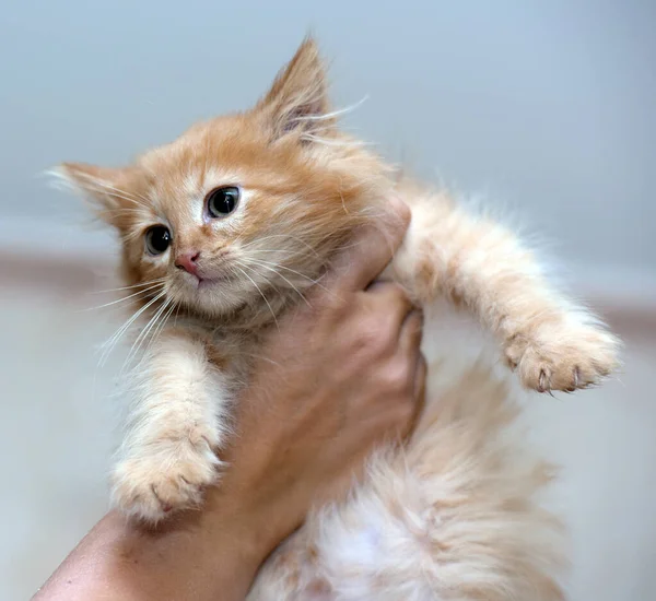 Μικρό Κοκκινότριχο Γατάκι Στα Χέρια Ένα Καταφύγιο Ζώων — Φωτογραφία Αρχείου