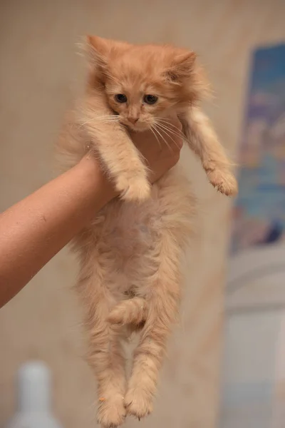 Little Ginger Kitten Hands Animal Shelter — Stock Photo, Image