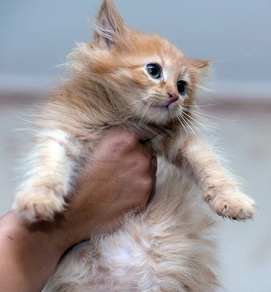 Kis Vörös Cica Kezében Egy Állatmenhelyen — Stock Fotó