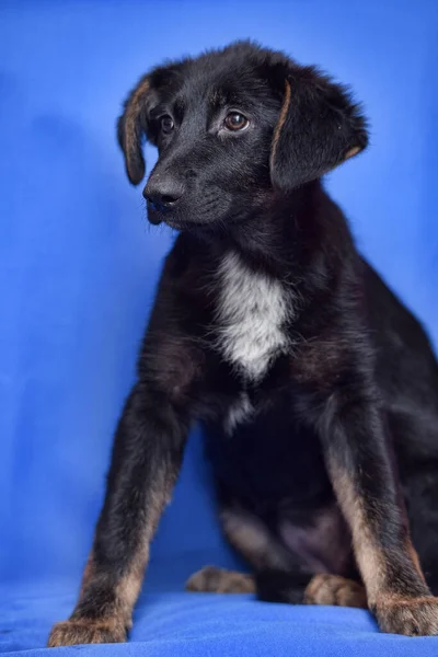 Bonito Engraçado Preto Com Branco Mama Filhote Cachorro Mgrel — Fotografia de Stock