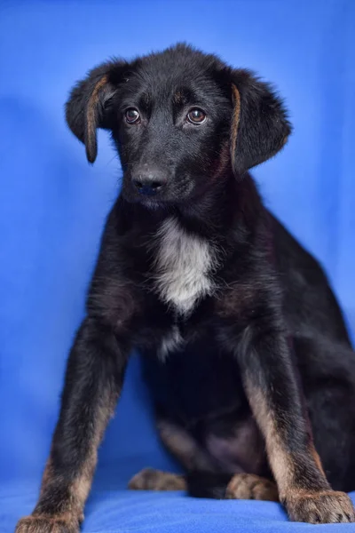 Bonito Engraçado Preto Com Branco Mama Filhote Cachorro Mgrel — Fotografia de Stock