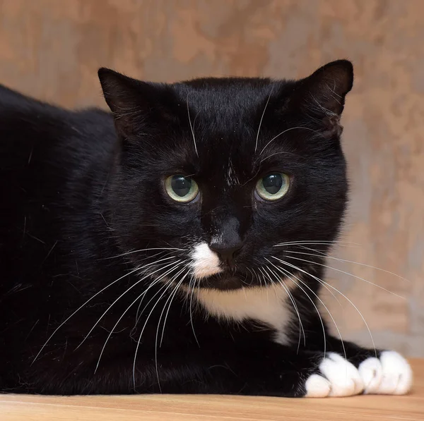 Black Funny Cat White Spot Face — Stock Photo, Image