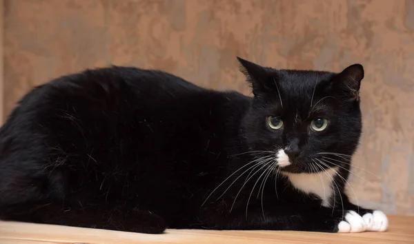 Gato Negro Divertido Con Una Mancha Blanca Cara — Foto de Stock