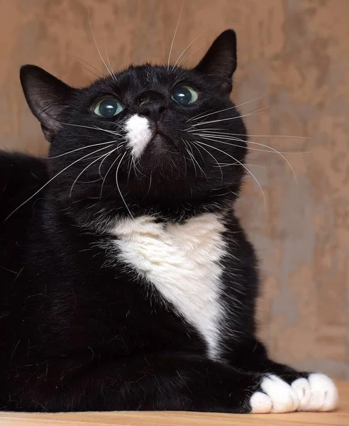 Gato Negro Divertido Con Una Mancha Blanca Cara — Foto de Stock