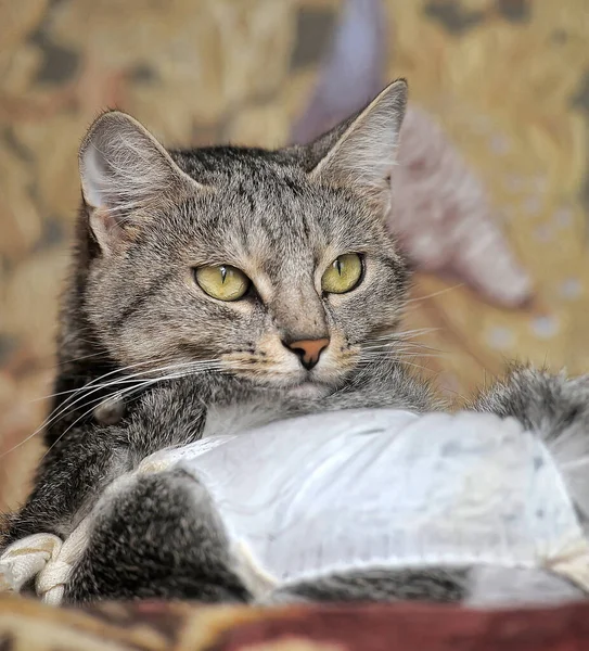 Tabby European Shorthair Domestic Cat — Stock Photo, Image