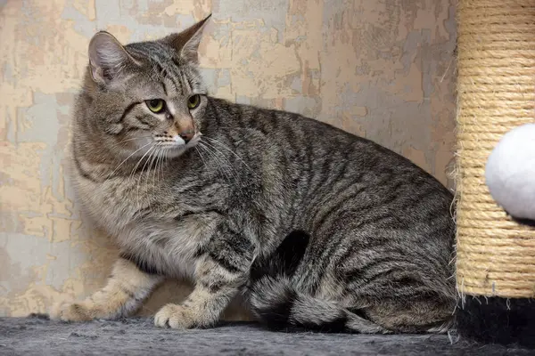 Gato Doméstico Abreviado Europeu Tabby — Fotografia de Stock