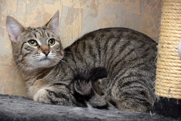 Pençe Balığının Yanındaki Tekir Kedi — Stok fotoğraf