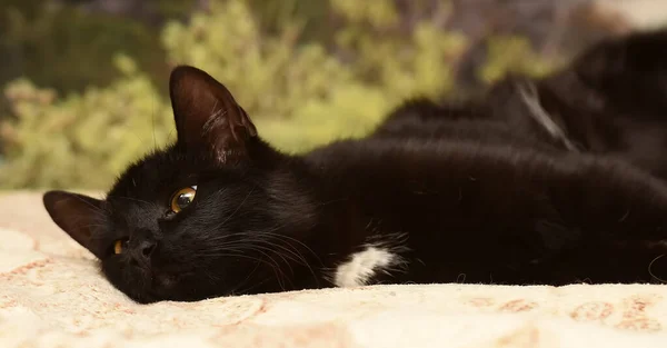 Jovem Brincalhão Gato Preto Encontra Sofá — Fotografia de Stock