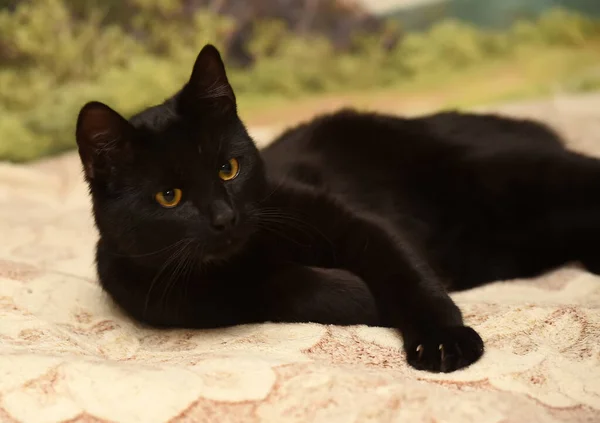 Jovem Brincalhão Gato Preto Encontra Sofá — Fotografia de Stock