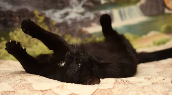 Young Playful Black Cat Lies Sofa — Stock Photo, Image