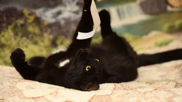 Jovem Brincalhão Gato Preto Encontra Sofá — Fotografia de Stock