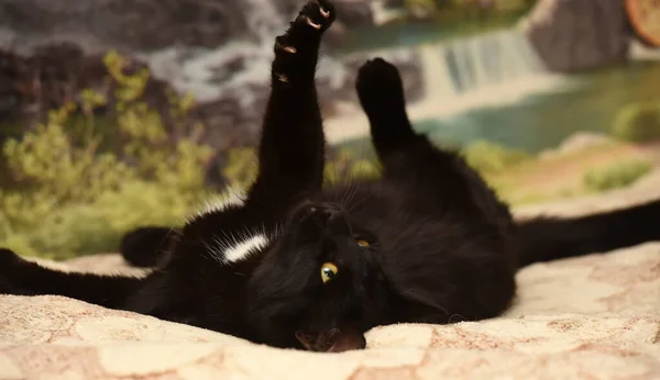 Young Playful Black Cat Lies Sofa — Stock Photo, Image