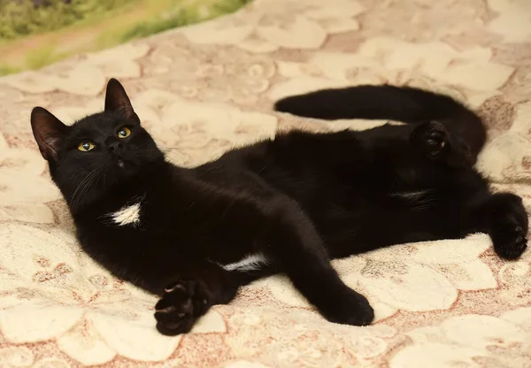 Молодая Игривая Черная Кошка Лежит Диване — стоковое фото