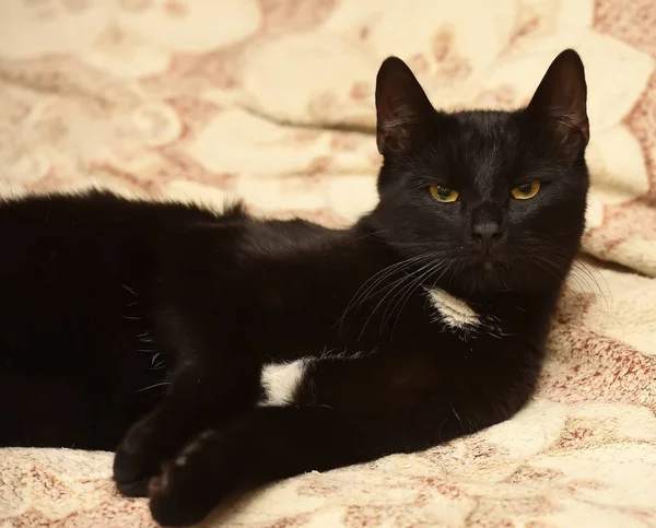 Gato Negro Joven Juguetón Encuentra Sofá — Foto de Stock