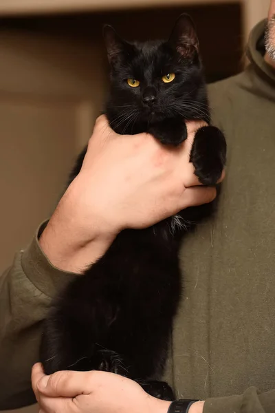 Młody Zabawy Czarny Kot Ręce — Zdjęcie stockowe
