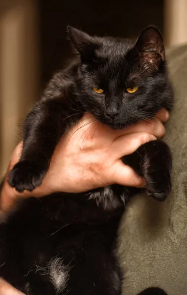 Młody Zabawy Czarny Kot Ręce — Zdjęcie stockowe