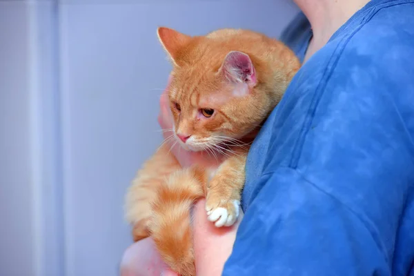 Ruiva Triste Com Gato Branco Suas Mãos — Fotografia de Stock