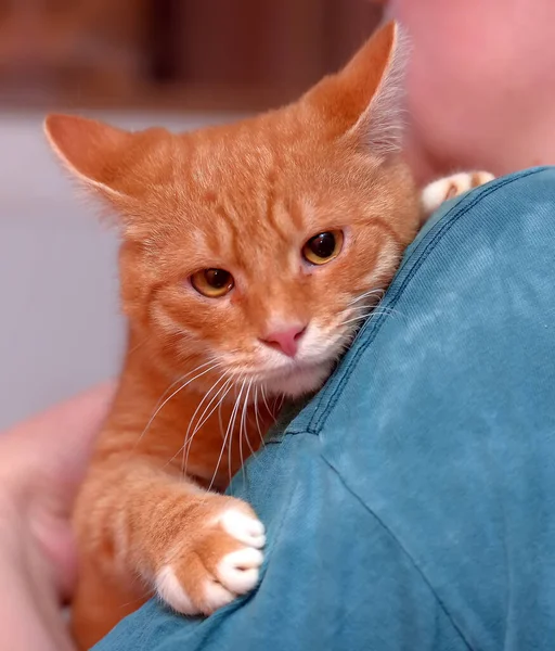 Ruiva Triste Com Gato Branco Suas Mãos — Fotografia de Stock