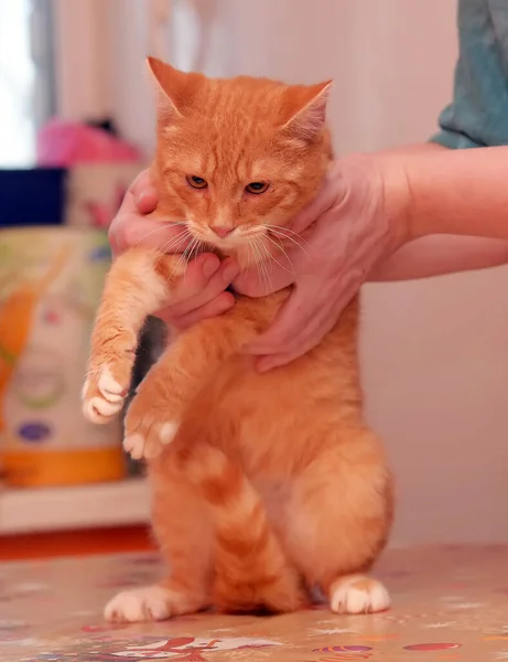 Ruiva Triste Com Gato Branco — Fotografia de Stock