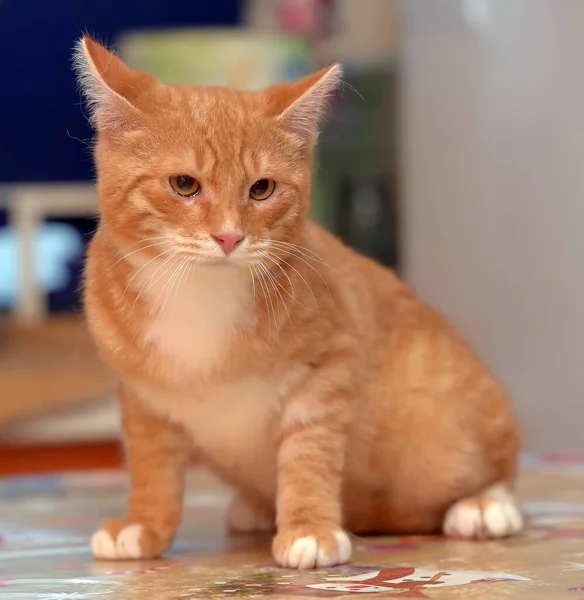 Ledsen Rödhårig Med Vit Katt — Stockfoto