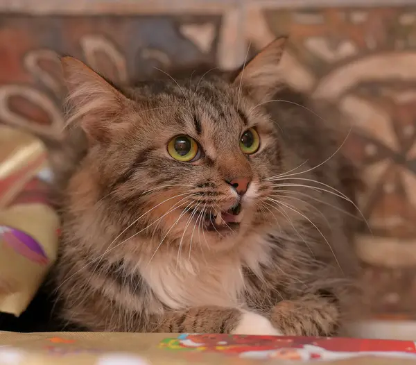 Schattig Bruin Met Wit Pluizig Russisch Kat — Stockfoto