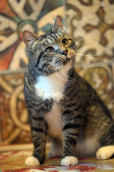 Gatto Adulto Marrone Bianco Con Baffi Lunghi — Foto Stock