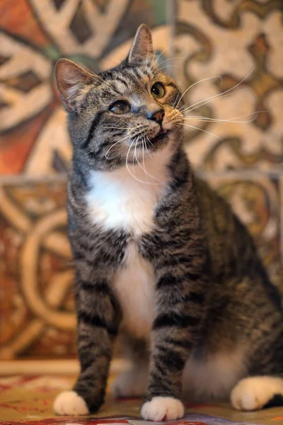 Uzun Bıyıklı Yetişkin Kahverengi Beyaz Bir Kedi — Stok fotoğraf