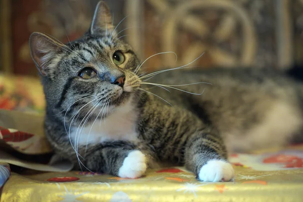 Uzun Bıyıklı Yetişkin Kahverengi Beyaz Bir Kedi — Stok fotoğraf