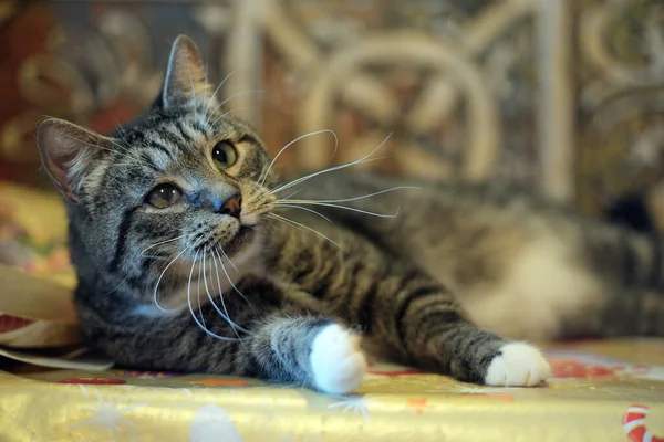 Uzun Bıyıklı Yetişkin Kahverengi Beyaz Bir Kedi — Stok fotoğraf