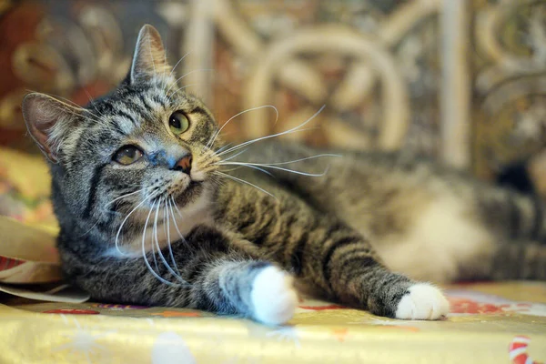 Uzun Bıyıklı Yetişkin Kahverengi Beyaz Bir Kedi — Stok fotoğraf