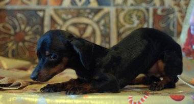 little sick dachshund puppy HYDROCEPHALIA clipart