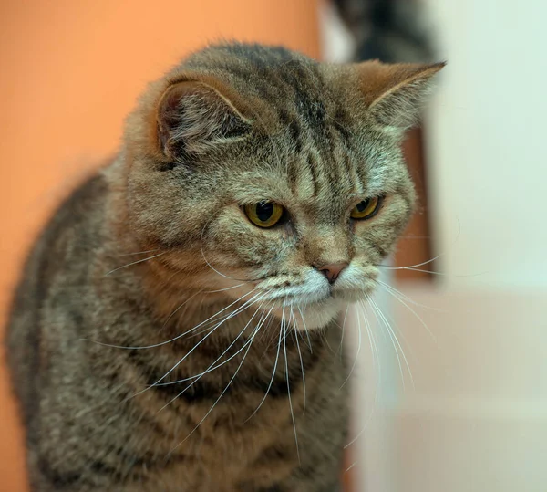 Nespokojený Hnědý Britský Kočičí Portrét — Stock fotografie